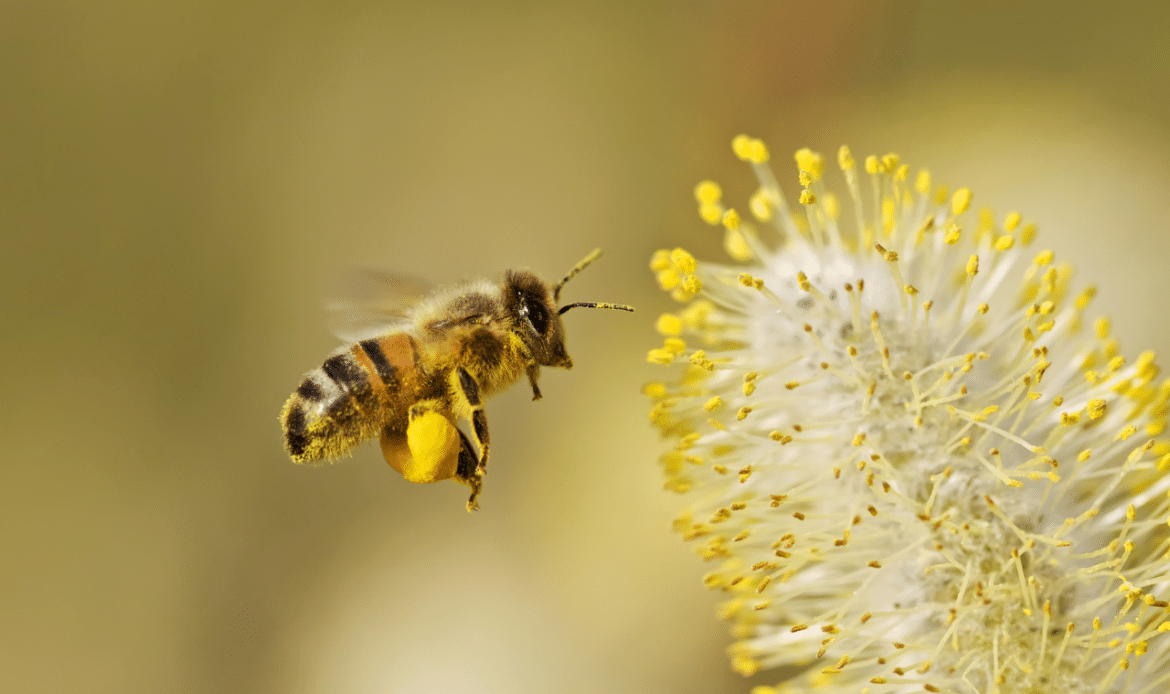 polen de abeja